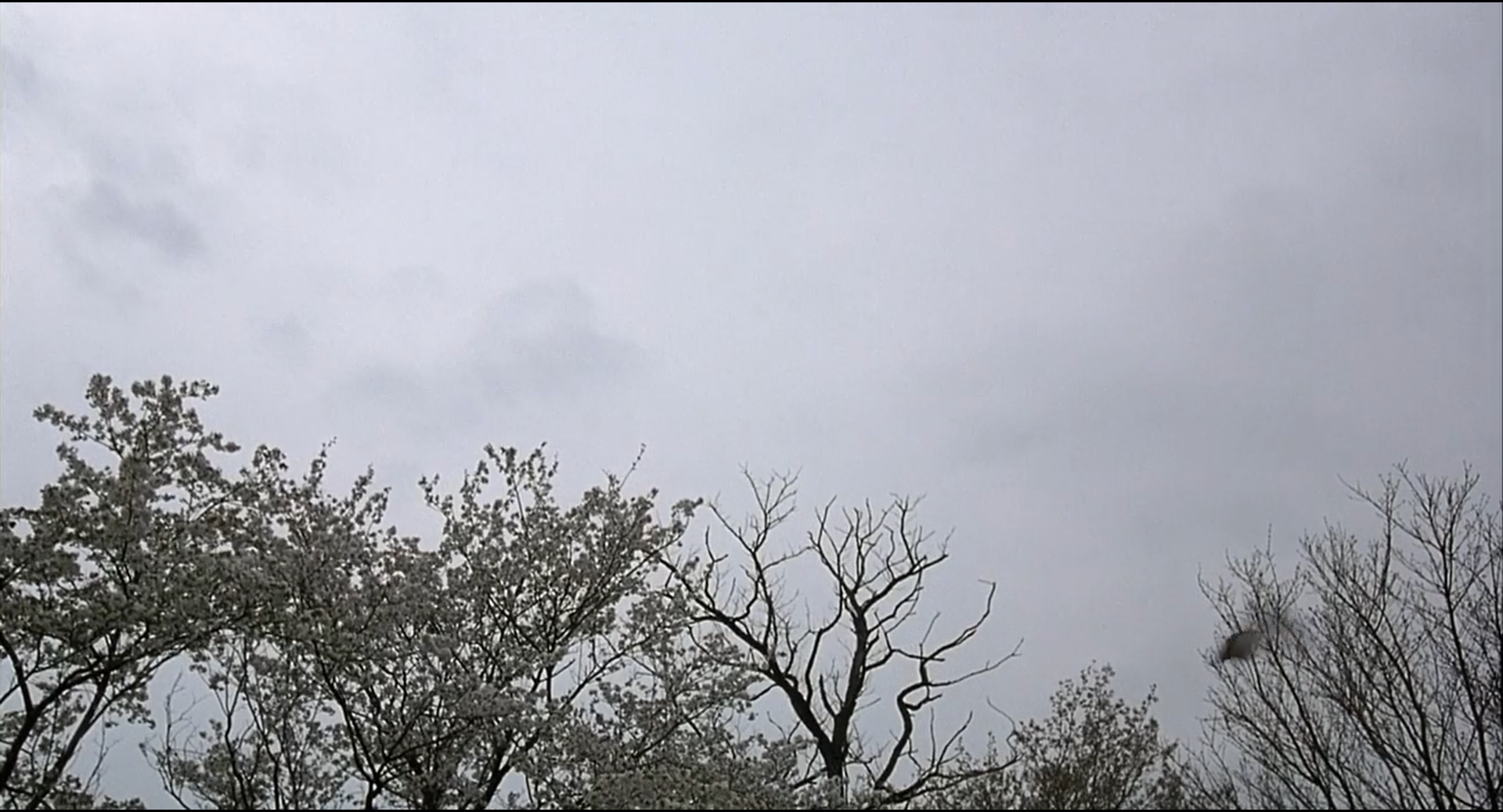 Shot 0119 from Zatoichi. A near-neutral sky occupies the field; dark bare limbs and pale blossom preserve fine tonal separation with almost no chroma.