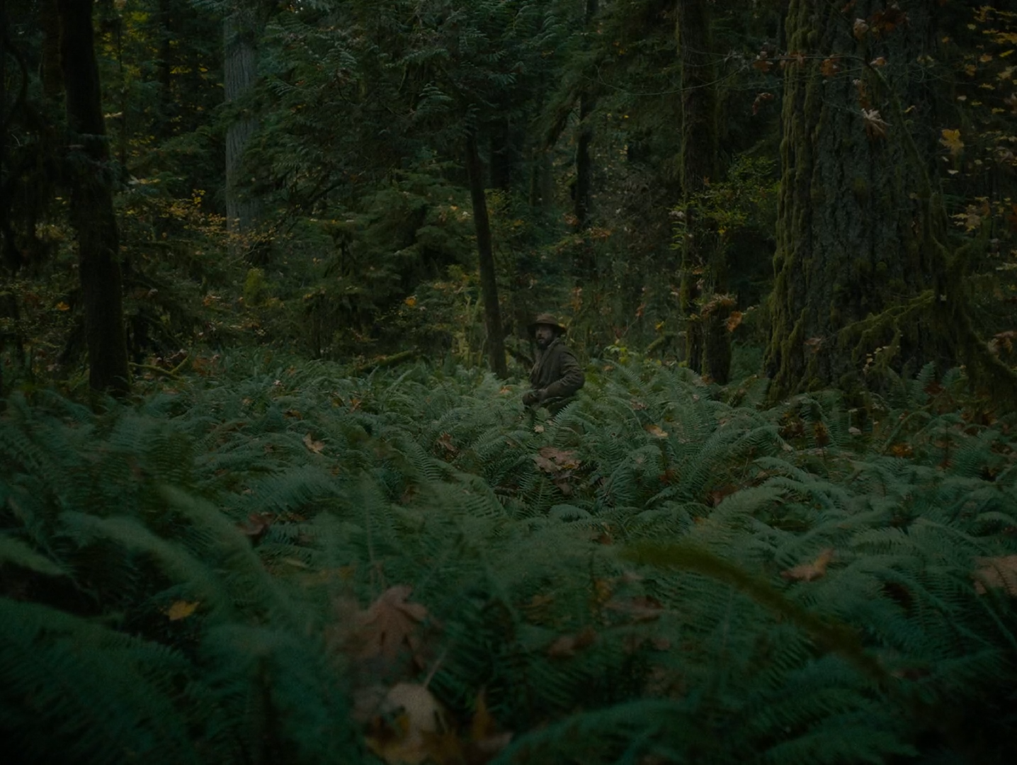 A dense bed of sword ferns under tall mossy conifers in a dim forest, with a small figure in a hat standing among the ferns in the middle distance.