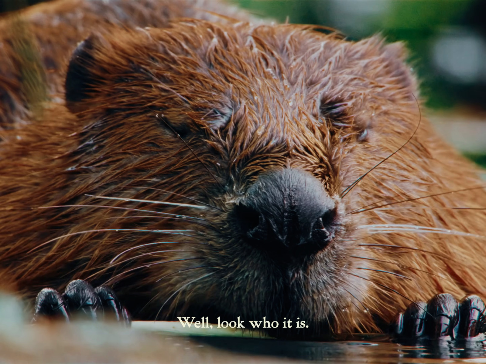 A close frontal view of a wet brown beaver face contrasts a dark nose with fine warm fur and a small pale subtitle.