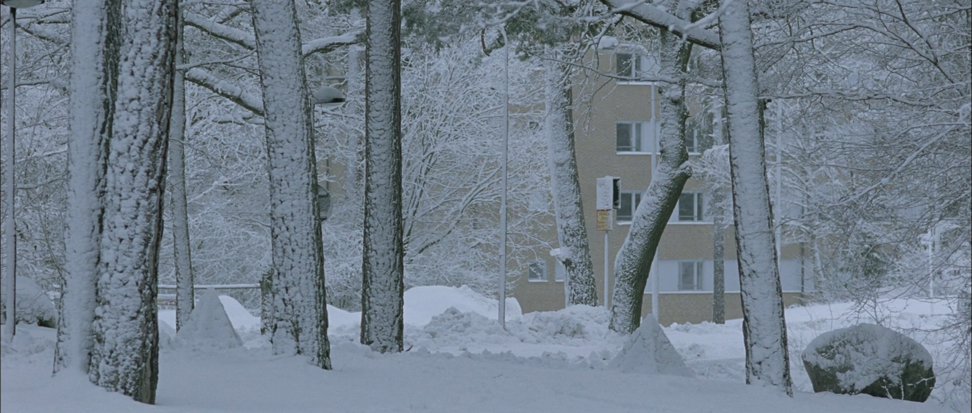Snowy birch trees and piled snow stand in front of a pale apartment building, with one bent trunk and a dark boulder in the foreground.